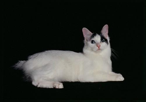 日本短尾猫的品种介绍