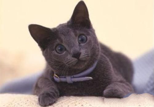 俄罗斯蓝猫的形态特征