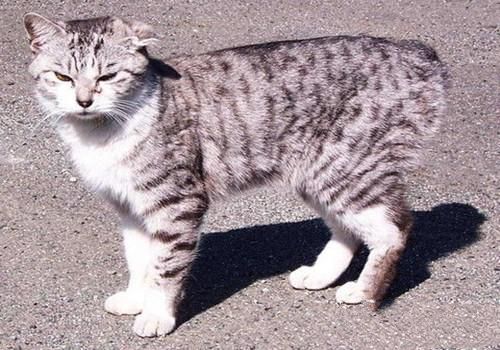 日本短尾猫的形态特征