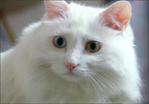 土耳其安哥拉猫的形态特征
