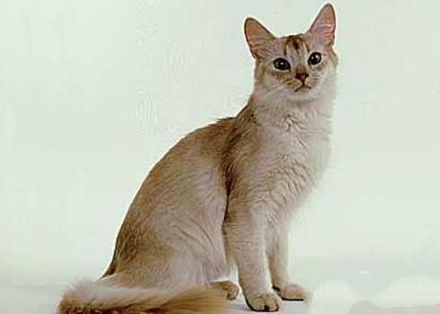 索马里猫的形态特征