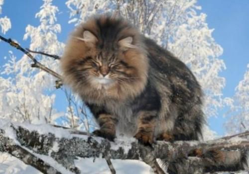 西伯利亚森林猫的养护知识