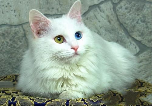 土耳其安哥拉猫的养护知识
