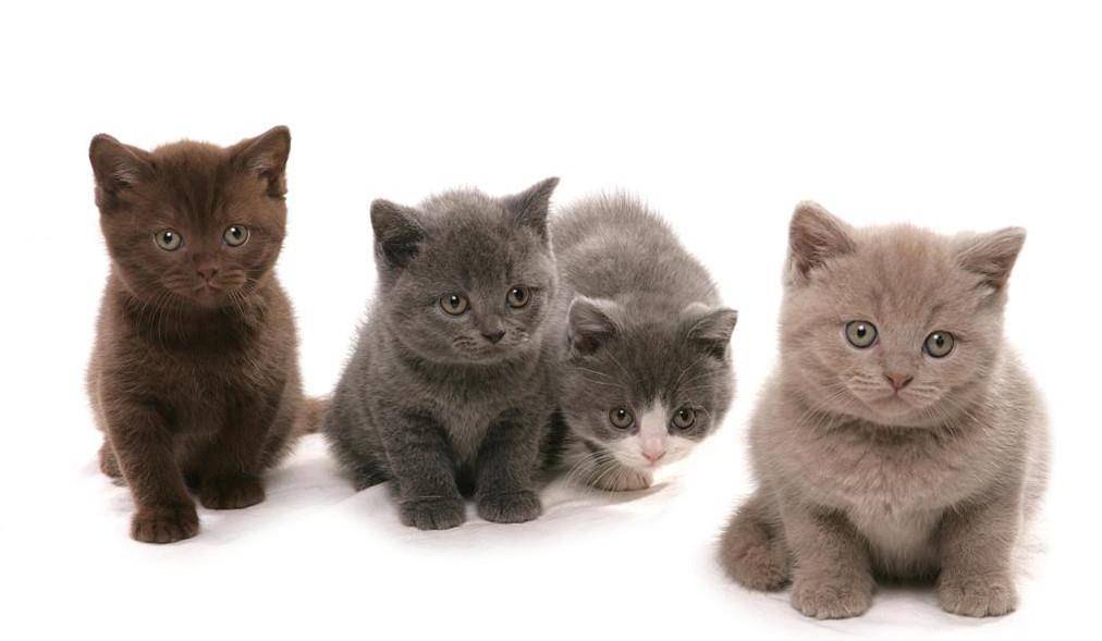 如何挑选一只纯种的英国短毛猫,关键看它有没有这 5短