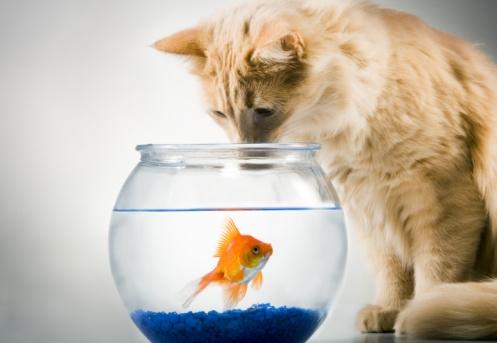科学揭秘猫咪为何爱吃鱼 长期不食荤腥可致失明 