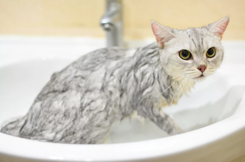 如何给你的小猫或成年猫洗澡