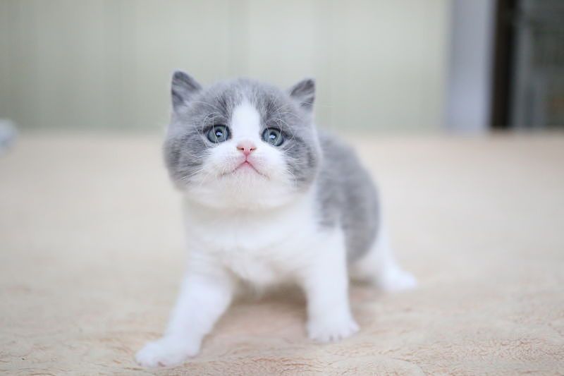 蓝白色 英国短毛猫
