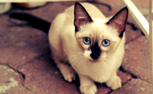 很神奇的一种泰国猫 天一冷,就变煤老板,天一热,就变白脸 暹罗猫 