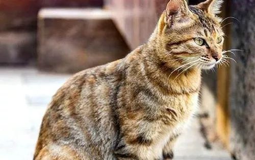 猫咪干货丨教你一眼看出猫咪性格
