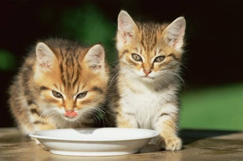 猫咪呕吐食物残渣,猫咪呕吐未消化的食物