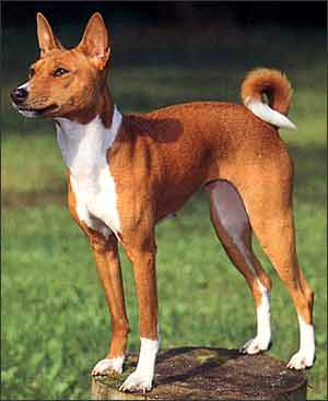 贝生吉犬犬种标准 图 