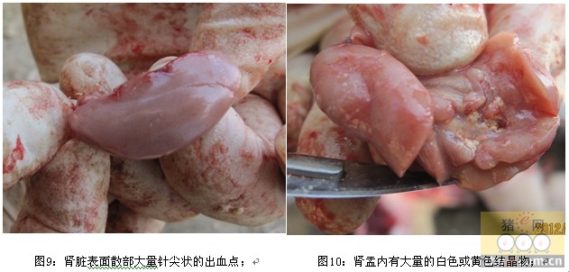 猪流行性腹泻