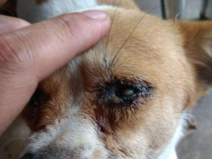 如何治疗犬结膜炎? 犬结膜炎,是犬类最常见的一种眼病.