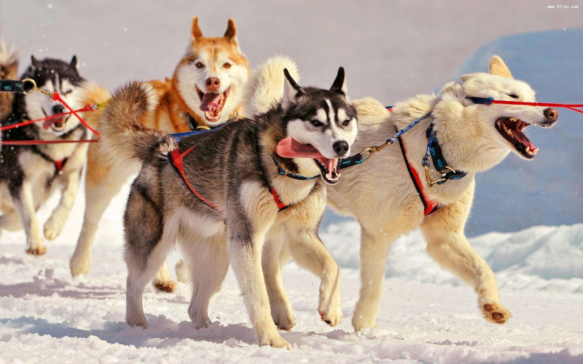 阿拉斯加雪橇犬生病的预兆