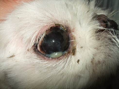 狗干眼病,又称为犬的干性角膜结膜炎.