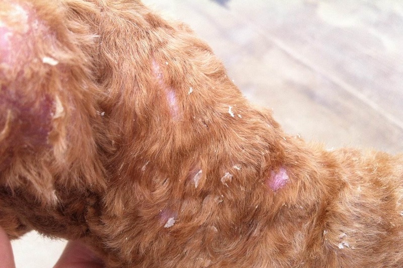 这张图片可不是想吓唬您哟,如果狗狗的螨虫真菌感染您的家人,结果