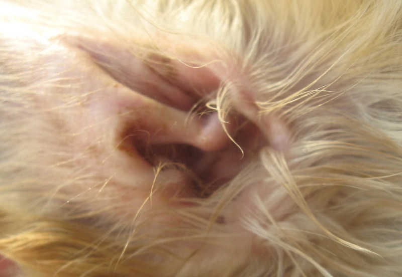 耳螨造成的耳道感染:发炎,褐色分泌物