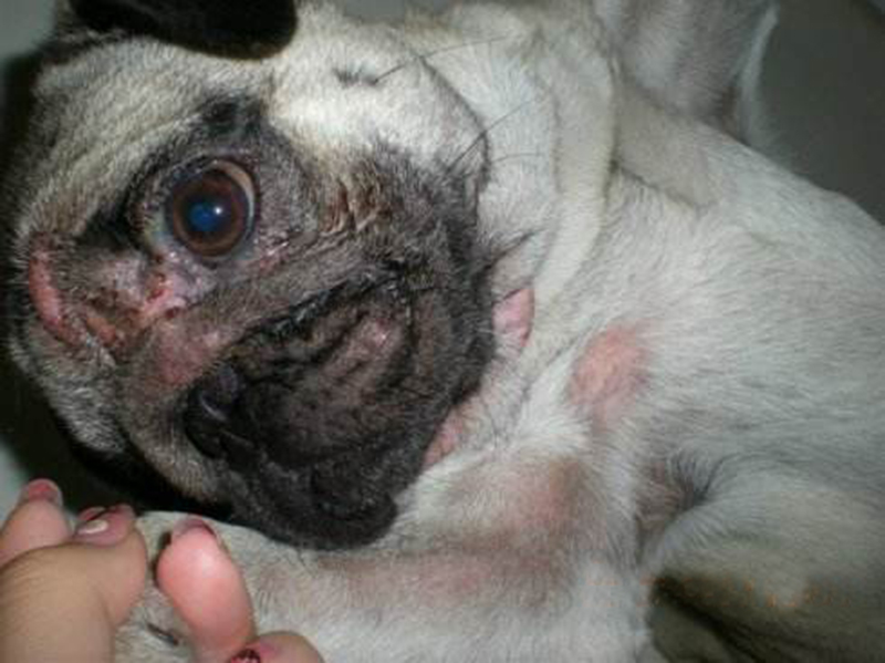 狗狗长螨虫的症状图片示例及经典治疗方案