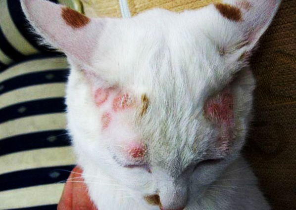猫咪真菌感染症状:脱毛,发红,斑疹皮损