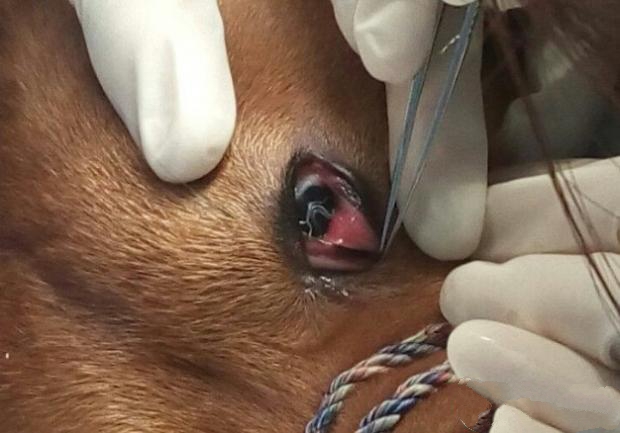犬结膜吸吮线虫病的诊治