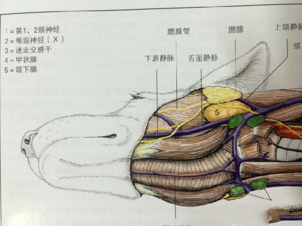图1 舌下腺、颌下腺、腮腺的解剖位置