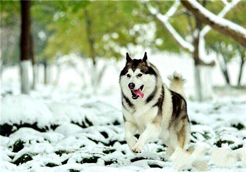 狗狗肝腹水的症状与治疗方法
