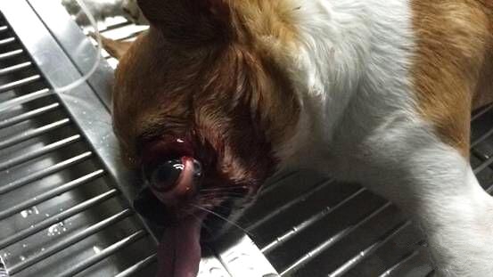 打斗造成的犬眼球脱出，眼球大部分脱出眼眶外为中毒脱出。