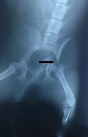  流浪犬髂骨骨折，箭头所示为骨折处。