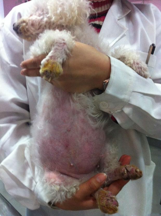 主人因为狗狗爪部的病变引起了重视，带来医院准备治疗皮肤病。