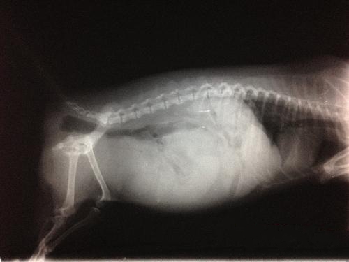 X线照片上可见病犬腹部密度普遍增高，但边缘轮廓不明显