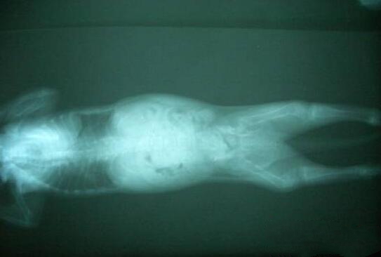 图1 缺乏维生素D和钙而引起佝偻病的猫咪X光片