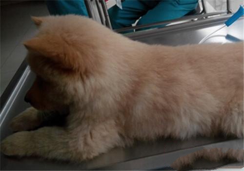 秋田犬，当时因为其它疾病入院治疗，进行体格检查时，在其身上发现了蜱虫尸体和跳蚤粪便。