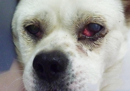 第三眼睑同样会导致狗狗眼部红肿