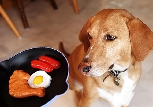 平时喂食不正，也会导致狗狗出现肠胃问题