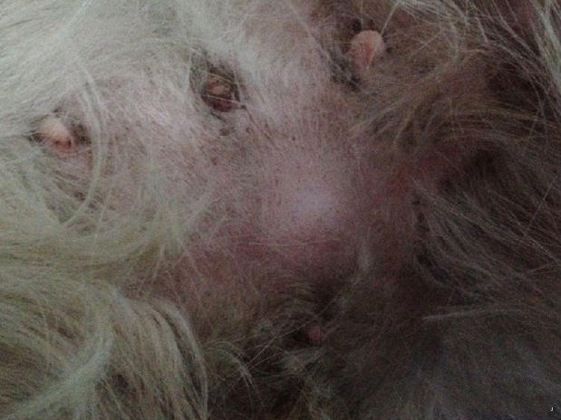 脐疝犬吉祥腹部照片，可以看见明显的突起和肿块。