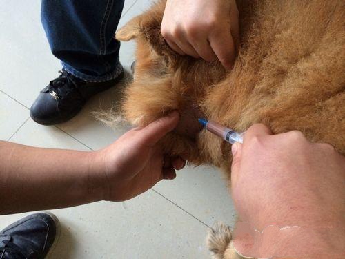 一例松狮犬耳道严重化脓的治疗 第 3 张