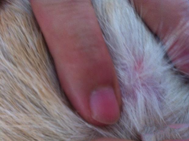 图中是一只不停抓痒的拉布拉多犬后肢背侧皮肤，拨开毛根我们会看见红疹，且散发油脂味。根据发病位置和病变的不同性质，此时我们会建议图中患犬的主人做一个刮片检查，可以帮助鉴别诊断是否有螨虫，哪种螨虫。
