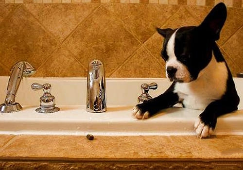帮狗狗洗澡不能太勤快