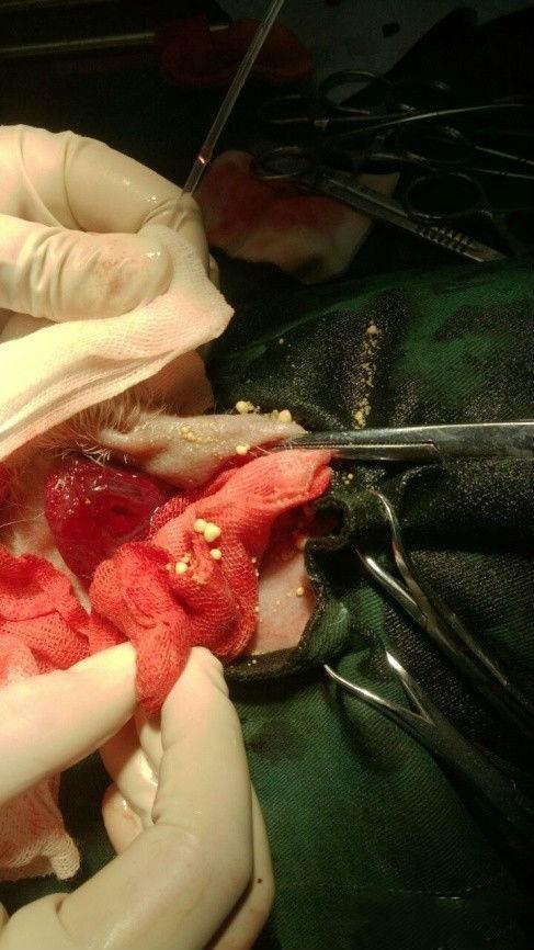 图片中是切开膀胱手术中取出的结石，成百上千个小鹅卵石啊，密密麻麻的不知道有多少，狗狗痛了很久了，也忍耐好久了