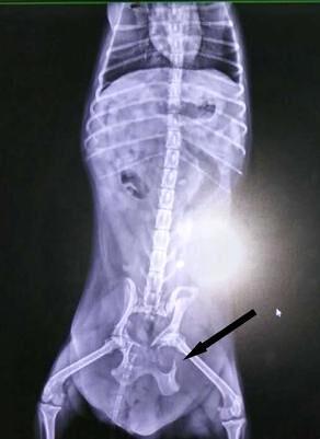 另一车祸犬的骨盆骨折，箭头所指为骨折处。