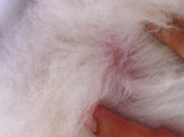 图中是一直瘙痒感一样强烈的贵宾犬背部皮肤，拨开毛根是整片皮肤发红，毛根潮湿。根据发病位置和病变的不同性质，图中患犬更适合先进行一个真菌感染的检查。