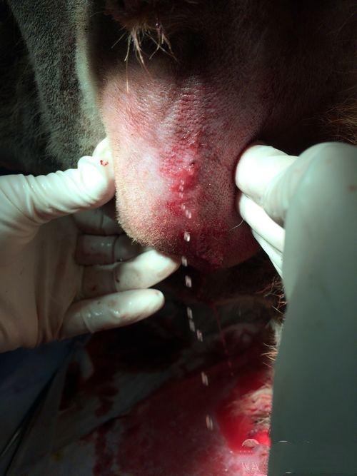 一例松狮犬耳道严重化脓的治疗 第 7 张