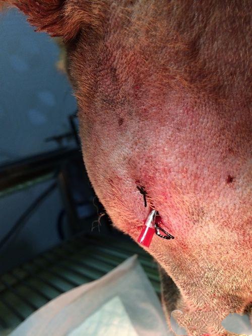 一例松狮犬耳道严重化脓的治疗 第 8 张
