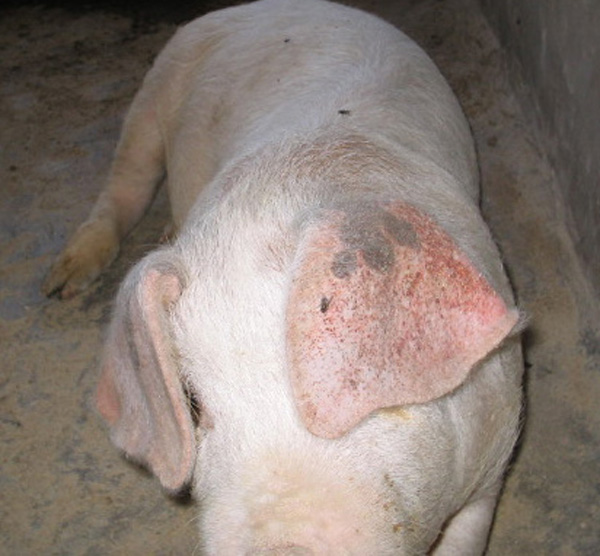 猪附红细胞体病的诊断及用药方案