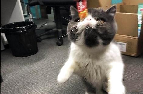母猫生了小猫奶水不足怎么办？