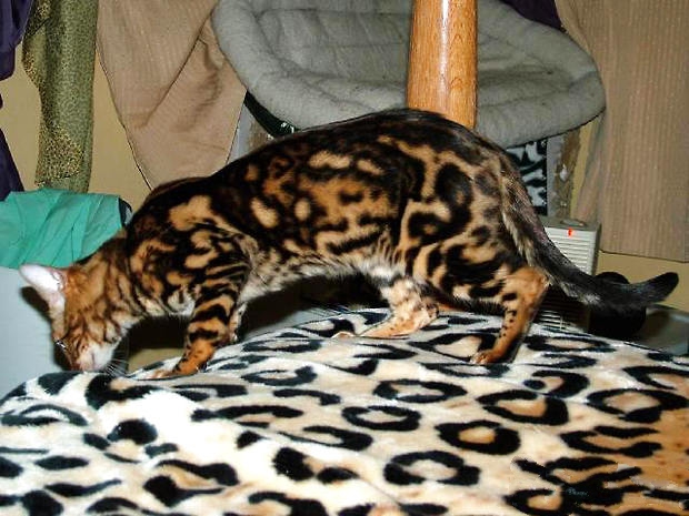 孟加拉豹猫有什么特点？孟加拉豹猫好养吗