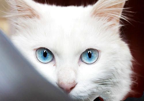 猫咪向你眨眼睛是在撩你吗？