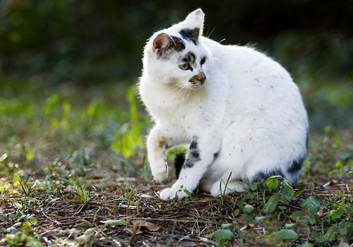 猫咪进化史：成为宠物源于何时？