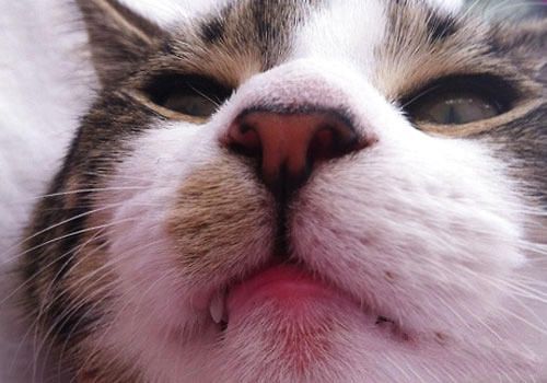  猫咪嘴唇利于嗅觉？