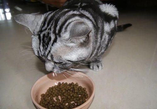 猫咪靠味觉识别有害食物？